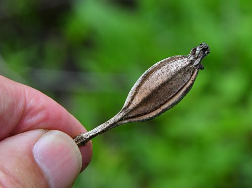 Cypripedium_reginae_fruit.jpg