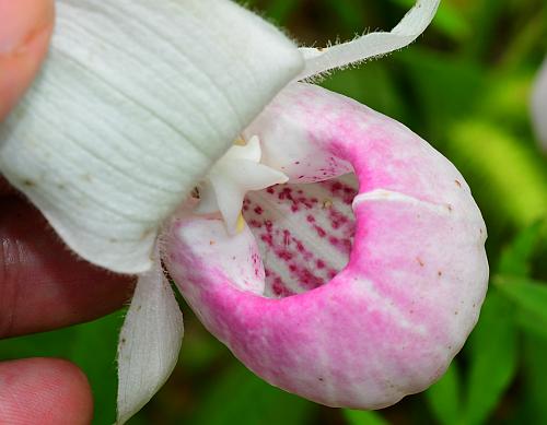 Cypripedium_reginae_interior.jpg