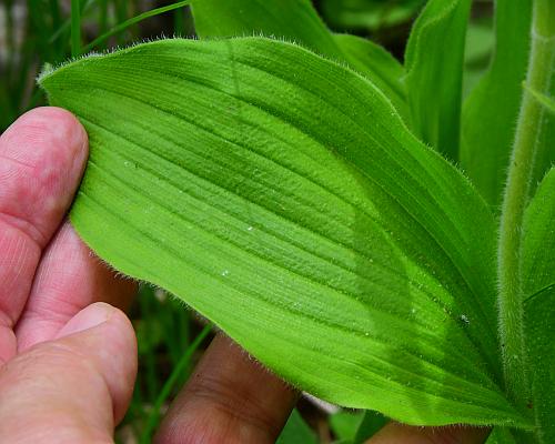 Cypripedium_reginae_leaf1.jpg