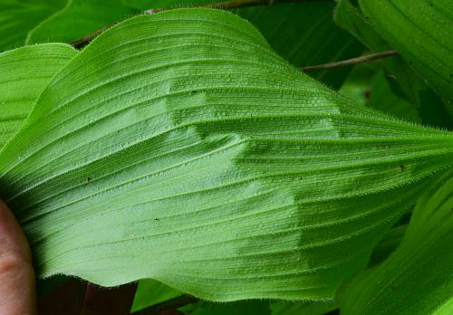 Cypripedium_reginae_leaf2.jpg