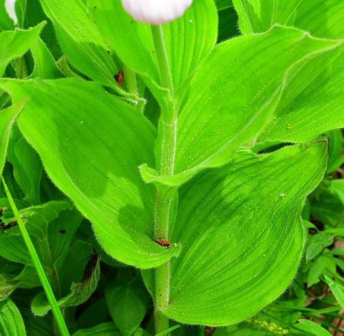 Cypripedium_reginae_leaves1.jpg