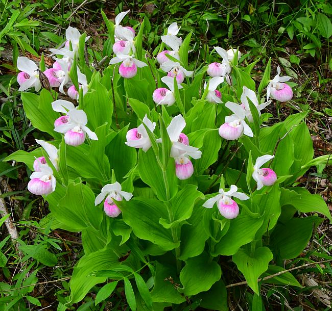 Cypripedium_reginae_plant.jpg