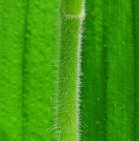 Cypripedium_reginae_stem.jpg