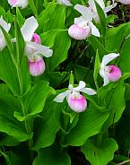 Cypripedium reginae thumbnail