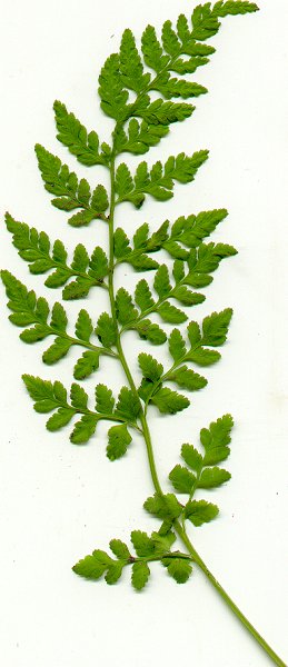 Cystopteris_protrusa_frond.jpg