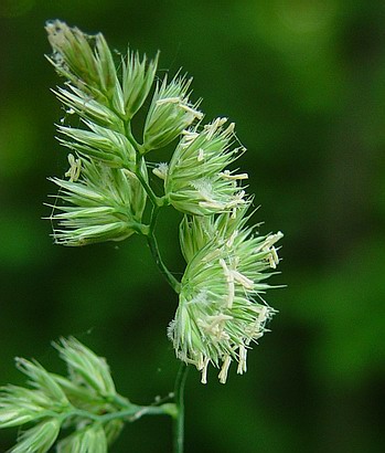 Dactylis_glomerata_flowers.jpg