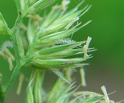 Dactylis_glomerata_flowers_close.jpg