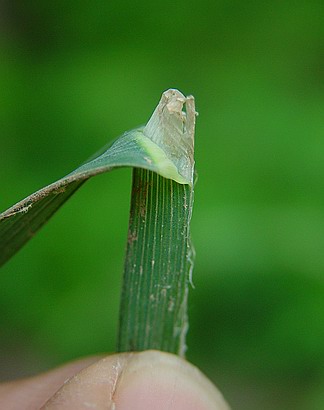 Dactylis_glomerata_ligule.jpg