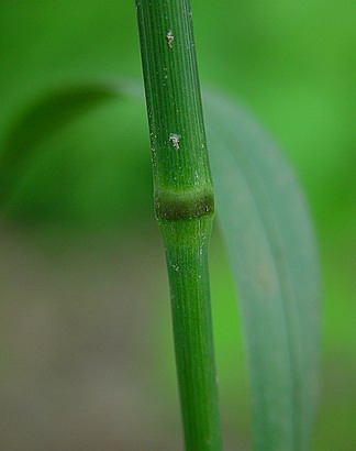 Dactylis_glomerata_node.jpg