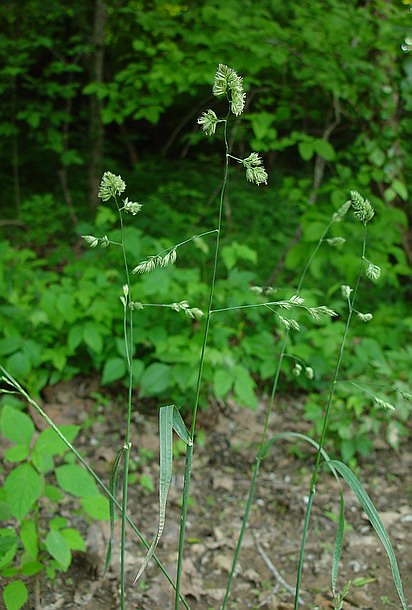 Dactylis_glomerata_plant.jpg