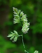 Dactylis glomerata thumbnail