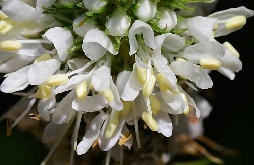 Dalea_candida_florets.jpg