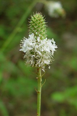 Dalea_candida_flowers.jpg