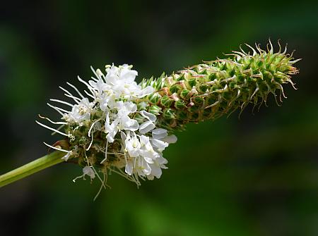 Dalea_candida_inflorescence.jpg