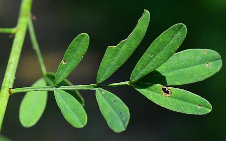 Dalea_candida_leaf1.jpg