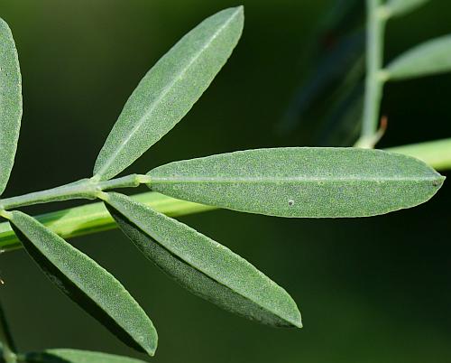 Dalea_candida_leaf2.jpg