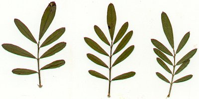 Dalea_candida_leaves.jpg