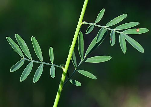 Dalea_candida_leaves1.jpg