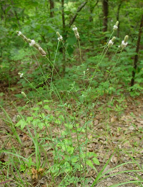 Dalea_candida_plant.jpg