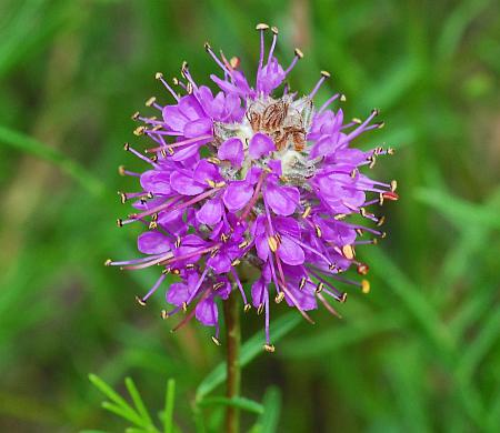 Dalea_gattingeri_inflorescence.jpg