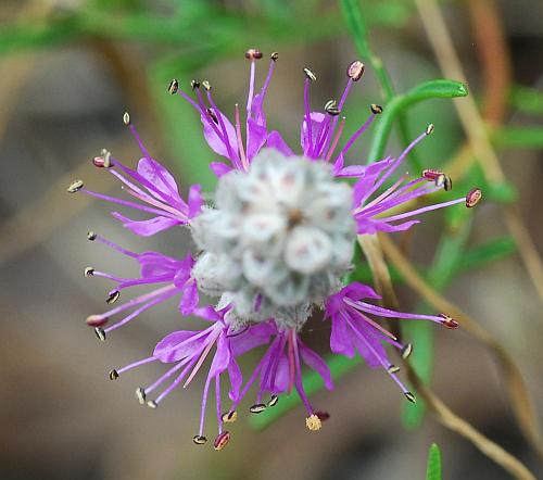 Dalea_gattingeri_inflorescence2.jpg