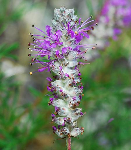 Dalea_gattingeri_inflorescence3.jpg