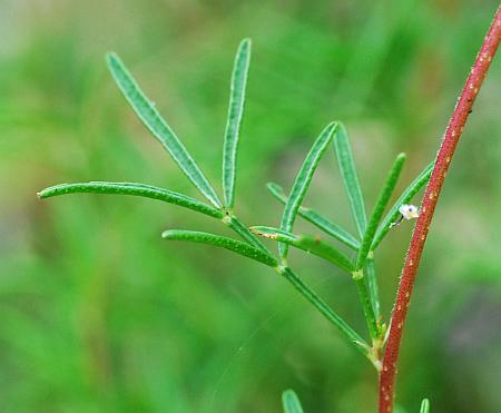 Dalea_gattingeri_leaf.jpg