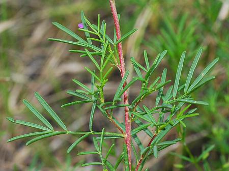 Dalea_gattingeri_stem.jpg