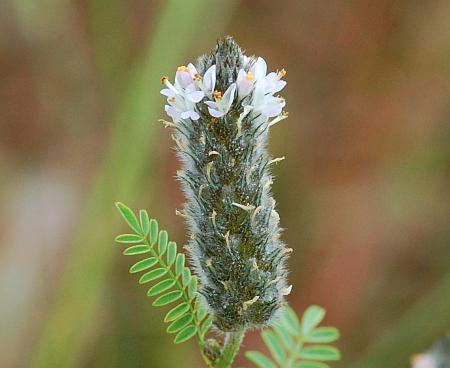 Dalea_leporina_inflorescence.jpg