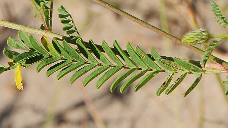 Dalea_leporina_leaf.jpg