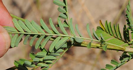 Dalea_leporina_leaf2.jpg