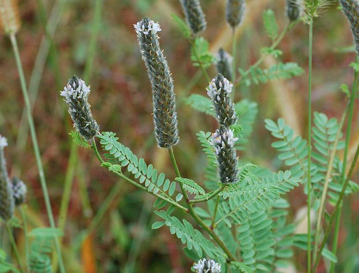 Dalea_leporina_plant.jpg