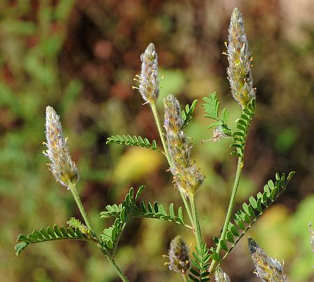 Dalea_leporina_plant2.jpg