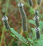 Dalea leporina thumbnail