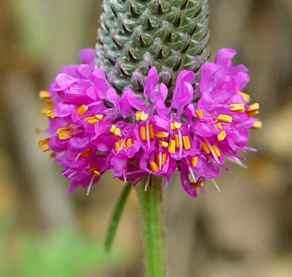 Dalea_purpurea_flowers.jpg