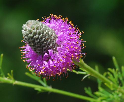 Dalea_purpurea_inflorescence1.jpg