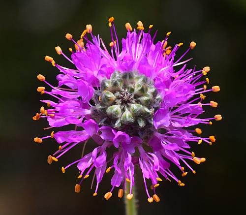 Dalea_purpurea_inflorescence2.jpg