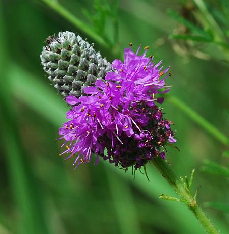 Dalea_purpurea_inflorescence3.jpg