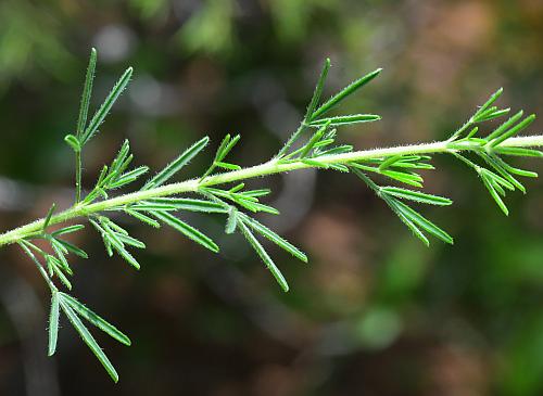 Dalea_purpurea_leaves1.jpg