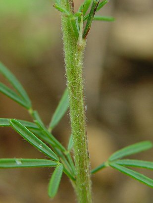 Dalea_purpurea_stem.jpg