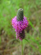 Dalea purpurea thumbnail