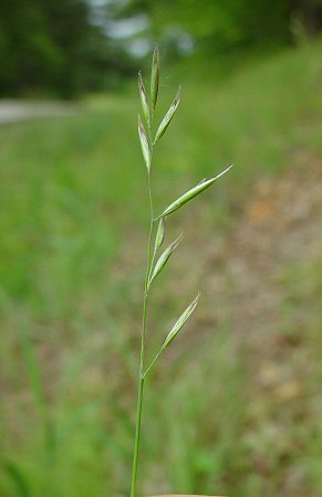 Danthonia_spicata_inflorescence.jpg