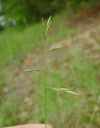 Danthonia_spicata_inflorescence2.jpg