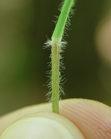 Danthonia_spicata_leaf_base.jpg