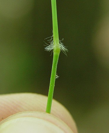 Danthonia_spicata_node.jpg