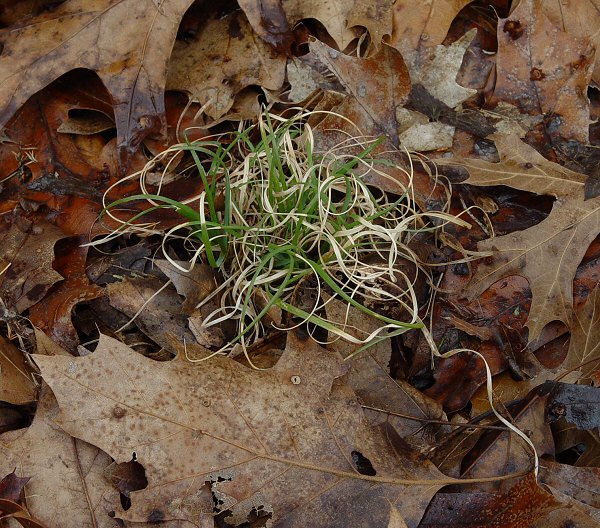 Danthonia_spicata_plant.jpg