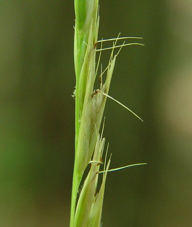 Danthonia_spicata_spikelet.jpg