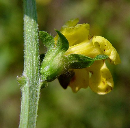 Dasistoma_macrophyllum_calyx.jpg