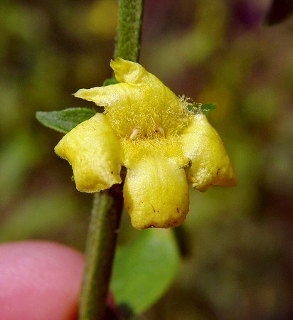 Dasistoma_macrophyllum_flower.jpg