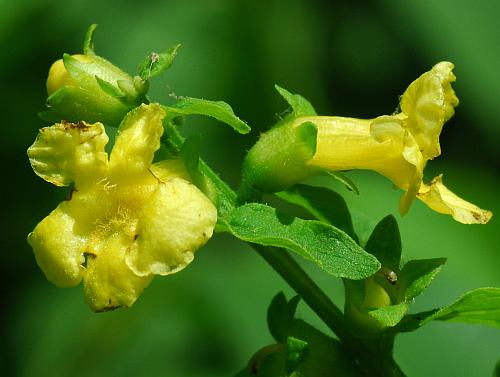 Dasistoma_macrophyllum_flowers.jpg